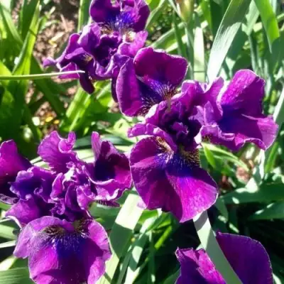 Ирис БАНДЛ ОВ ДЖОЙ сибирский в Дзержинске