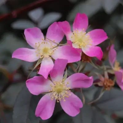 Роза сизая в Дзержинске