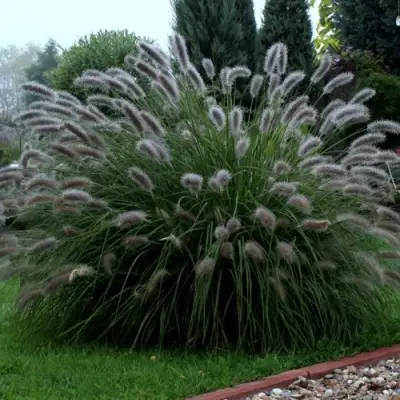 Пеннисетум ЛЕДИ Ю в Дзержинске