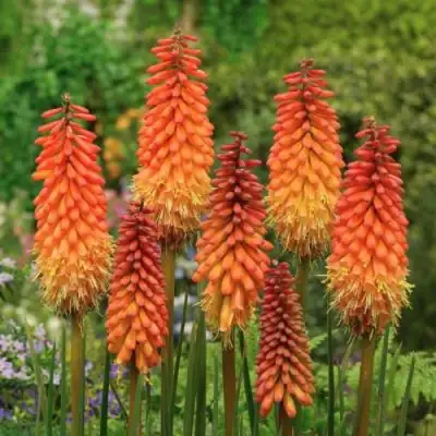 Книфофия АЛЬКАЗАР гибридная в Дзержинске