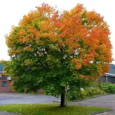 Клен остролистный в Дзержинске