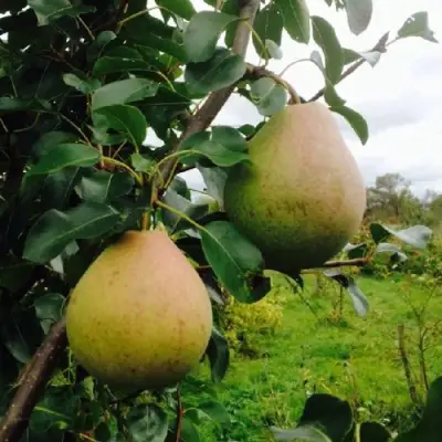 Груша ЛИРА в Дзержинске