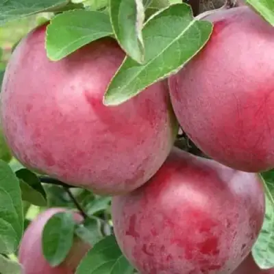 Яблоня АЛЕСЯ в Дзержинске