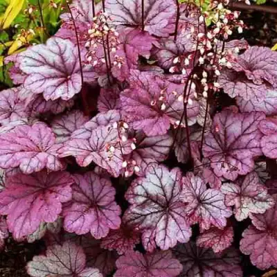 Гейхера ШУГА ФРОСТИНГ в Дзержинске