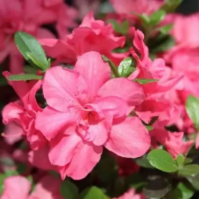 Азалия РОКОКО японская в Дзержинске