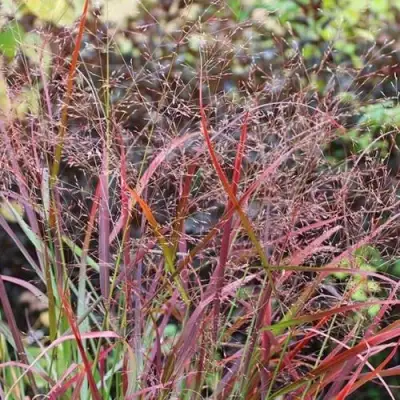 Просо РЕБРАУН прутьевидное в Дзержинске