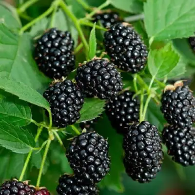 Ежевика ЛОХТЕЙ бесшипная в Дзержинске