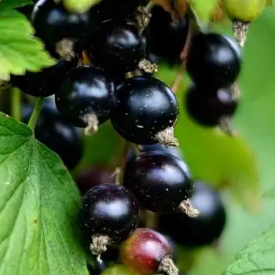 Смородина чёрная КАТЮША в Дзержинске