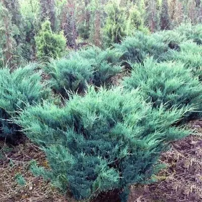 Можжевельник БЛЮ ДАНУБ казацкий  в Дзержинске