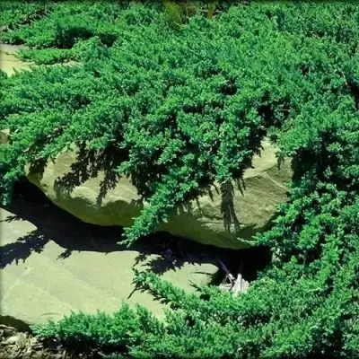 Можжевельник НАНА лежачий в Дзержинске