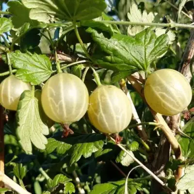 Крыжовник БЕЛОРУCСКИЙ САХАРНЫЙ 2 в Дзержинске