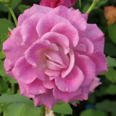 саженцы розы Виолетта