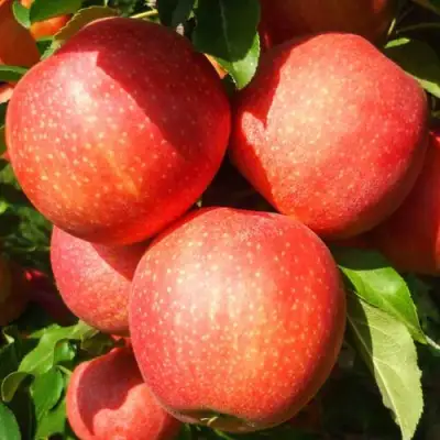 Яблоня ГАЛА ШНИГА в Дзержинске