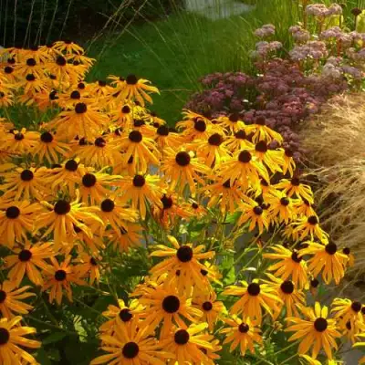 Рудбекия ГОЛДШТУРМ блестящая в Дзержинске