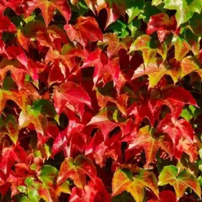 Девичий виноград тройчатый ВИЧИ в Дзержинске