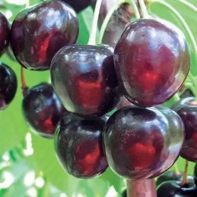 Черешня ЛЮБИМИЦА АСТАХОВА в Дзержинске