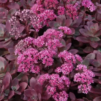 Очиток (седум) САНСПАРКЛЕР ФАЙЕРКРЕКЕР в Дзержинске