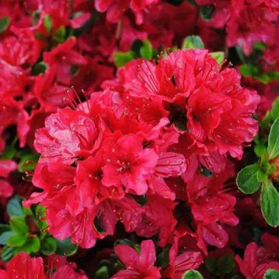 Азалия ХИНО КРИМСОН японская в Дзержинске