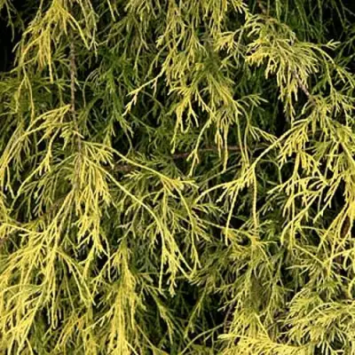 Кипарисовик ФИЛИФЕРА АУРЕА горохоплодный в Дзержинске