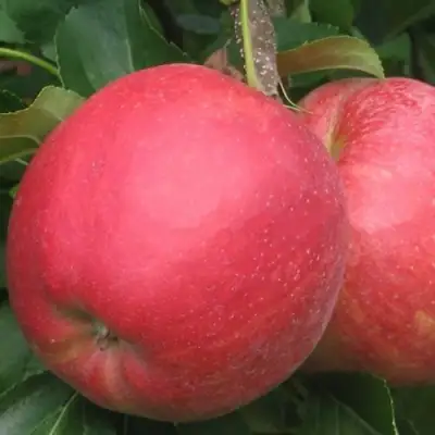 Яблоня РУБИН в Дзержинске