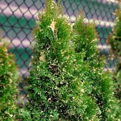 Туя СМАРАГД ВАРИЕГАТА западная в Дзержинске