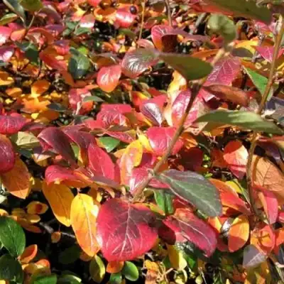 Кизильник блестящий в Дзержинске