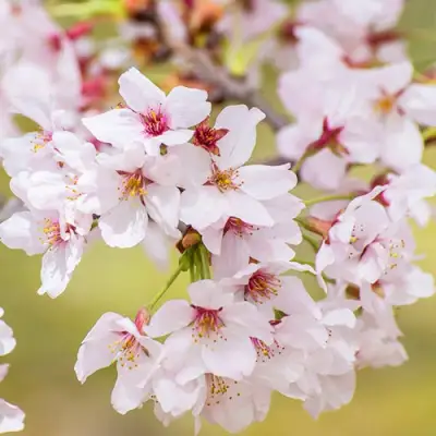 Сакура КОЙО НО МАЙ в Дзержинске