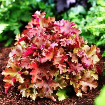 Гейхера МАРМЕЛАД в Дзержинске