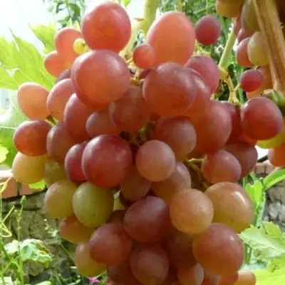 Виноград БЛЕСТЯЩИЙ в Дзержинске