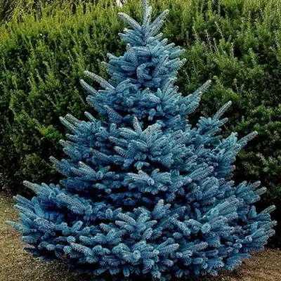 Ель МАДЖЕСТИК БЛЮ колючая в Дзержинске