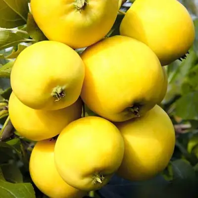 Яблоня УРАЛЬСКОЕ НАЛИВНОЕ в Дзержинске