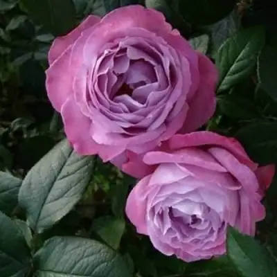 Роза АКВА чайно-гибридная в Дзержинске