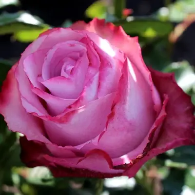 Роза ДИП ВОТЕР чайно-гибридная в Дзержинске