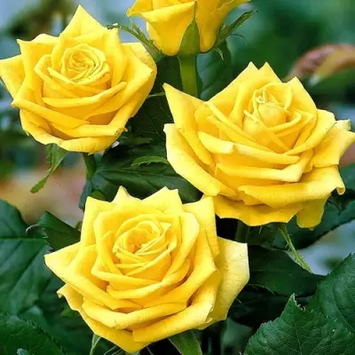 Роза ПАПИЛОН чайно-гибридная в Дзержинске