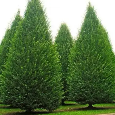 Граб  в Дзержинске