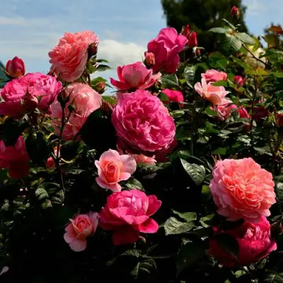 Роза ОЛЬГА шраб в Дзержинске