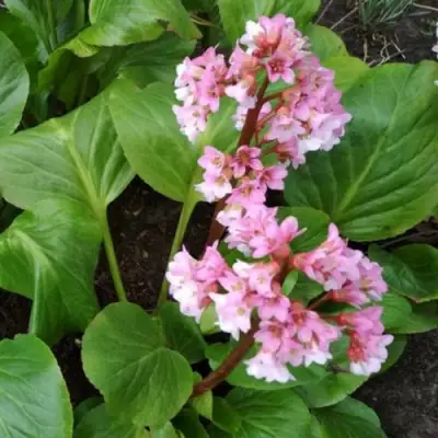 Бадан БЭБИ ДОЛЛ в Дзержинске