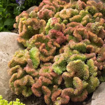 Очиток (седум) КРИСТАТУМ отогнутый в Дзержинске