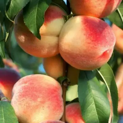 Персик ЛОЙКО 2 в Дзержинске