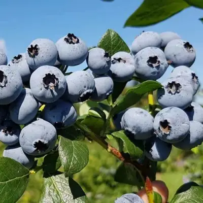 Голубика НЕЛЬСОН в Дзержинске