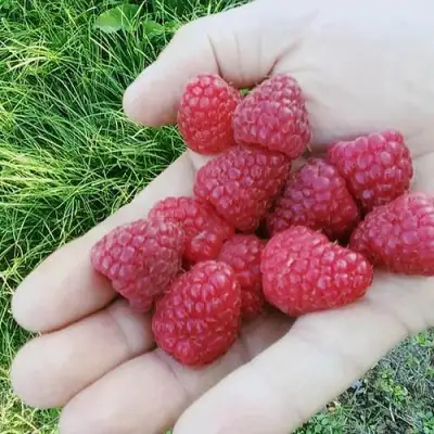 Малина ПОЛЬКА (ПОЛКА) в Дзержинске