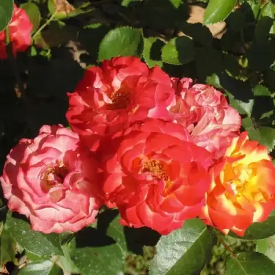 Роза ТАЙФУН спрей в Дзержинске