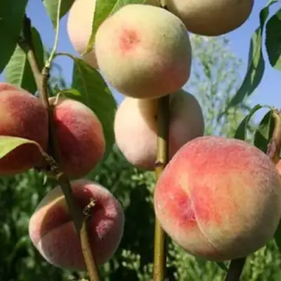 Персик ДОНЕЦКИЙ БЕЛЫЙ в Дзержинске