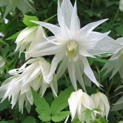 Княжик АЛЬБИНА ПЛЕНА белый махровый в Дзержинске