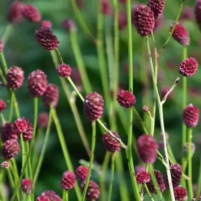 Кровохлебка ЧОКОЛАТ ТИП в Дзержинске