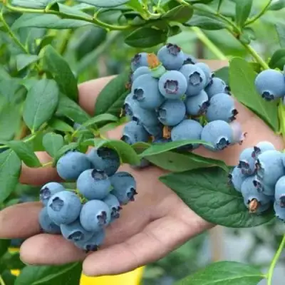 Голубика ТОРО в Дзержинске