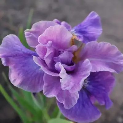 Ирис ХЭВИНГ ФАН сибирский в Дзержинске