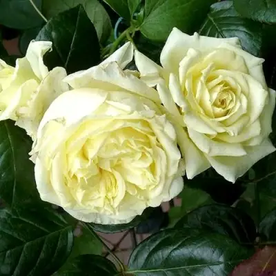 Роза ЭЛЬФ плетистая в Дзержинске