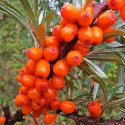 Облепиха ДЖЕМОВАЯ в Дзержинске