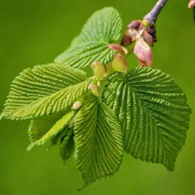 Вяз обыкновенный в Дзержинске